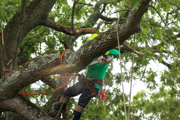 Best Tree Removal  in USA